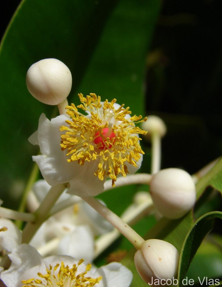 Calophyllum inophyllum L.